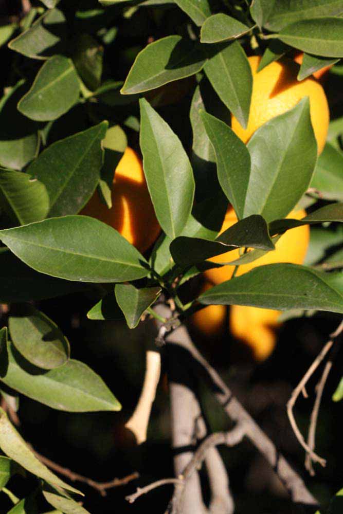            Sun leaves (Riverside, CA)   